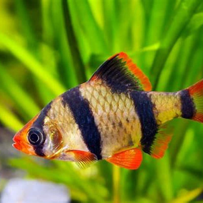 Do tiger barb fish have teeth?