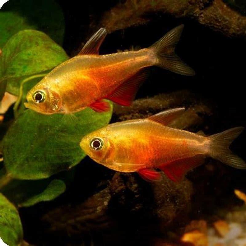 Do Von Rio tetras go to school?