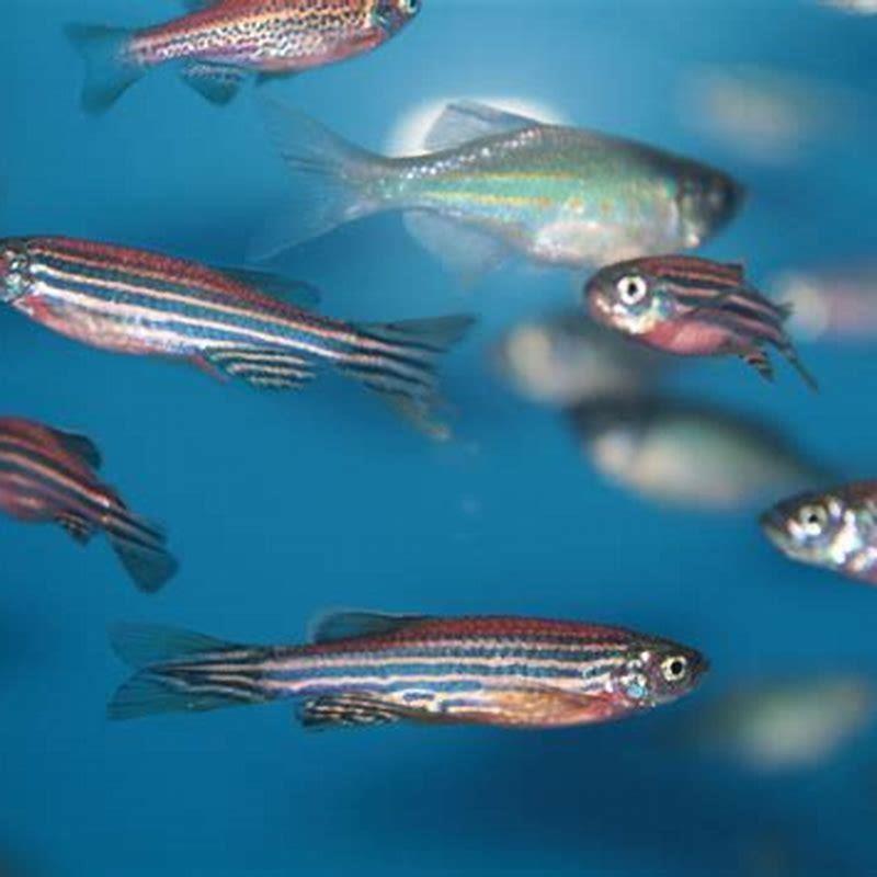Do zebra loaches attack other fish?