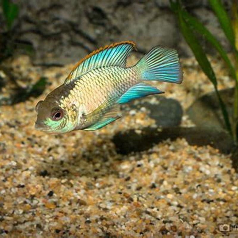 How aggressive are electric blue acaras?
