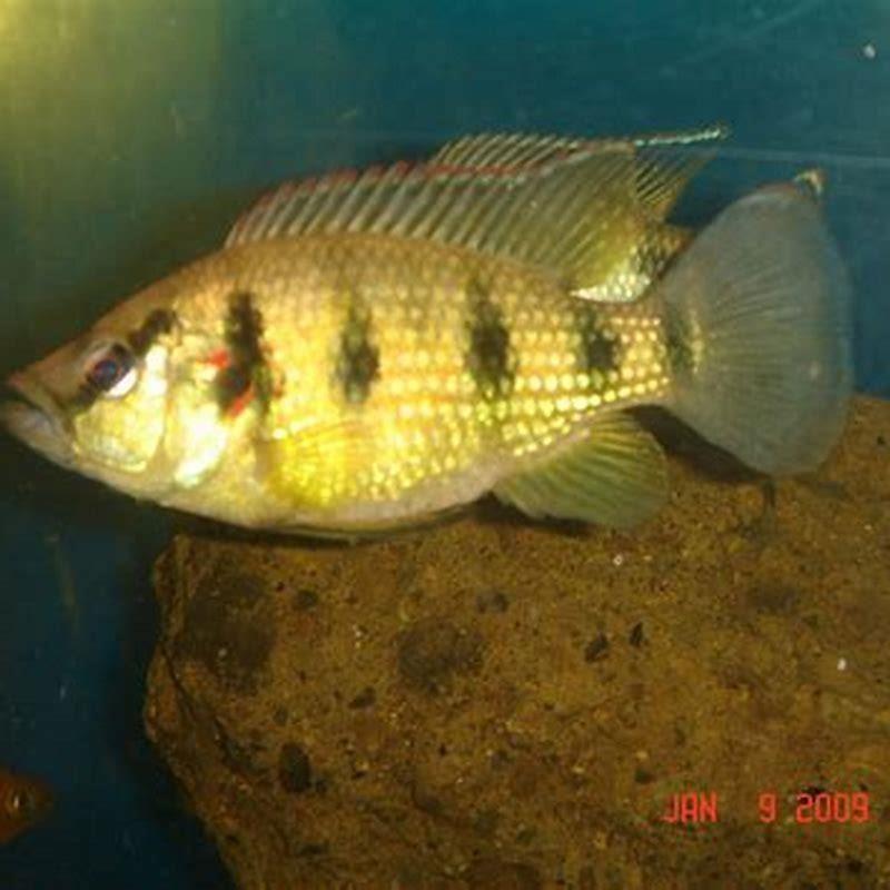How big do five star general cichlids get?
