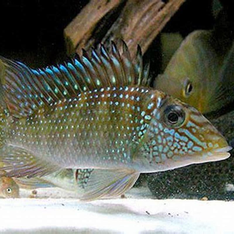 How big do geophagus Jurupari get?