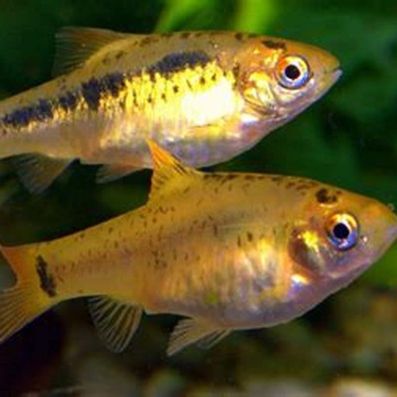 How big do golden barbs get?