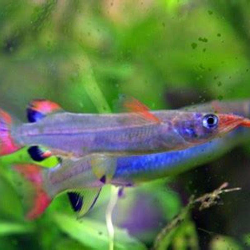 How big do Halfbeaks grow?