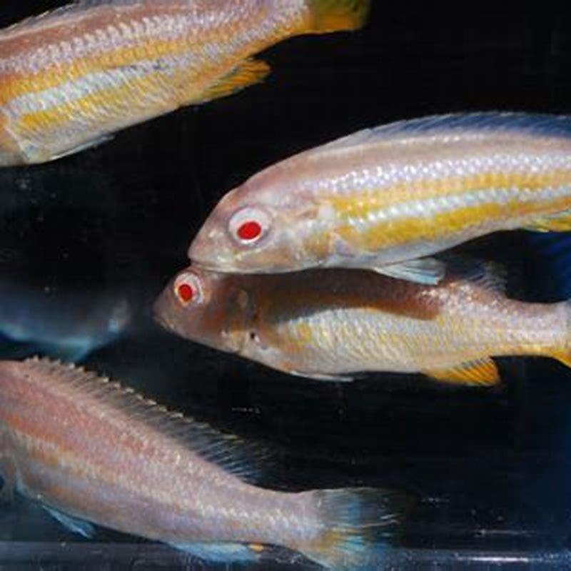 How big do mbuna need to be to breed?