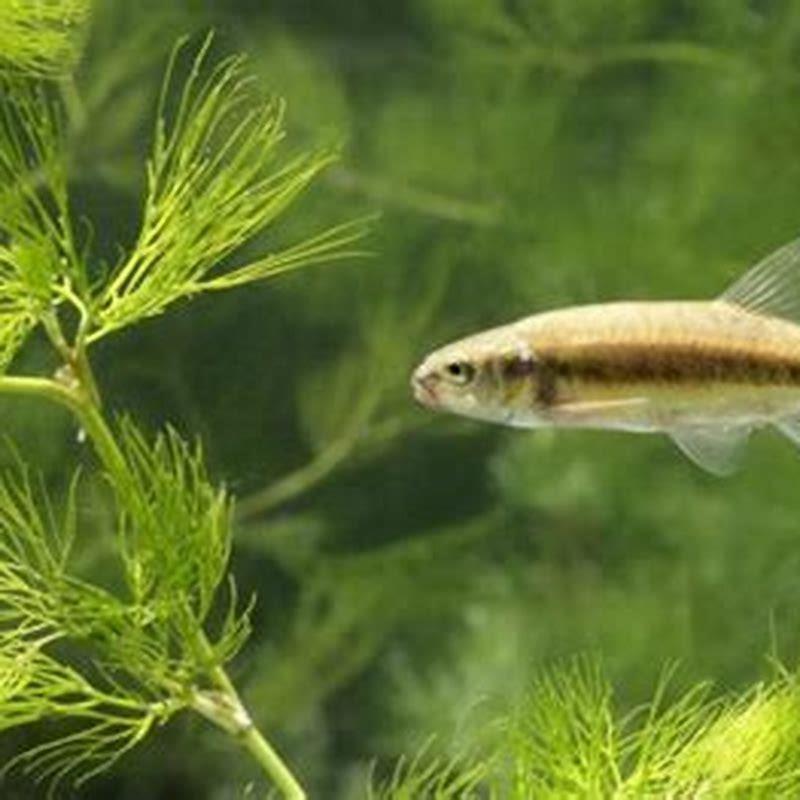 How big do minnow fish grow?