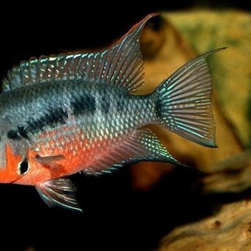 How big do Nicaraguan cichlids get?