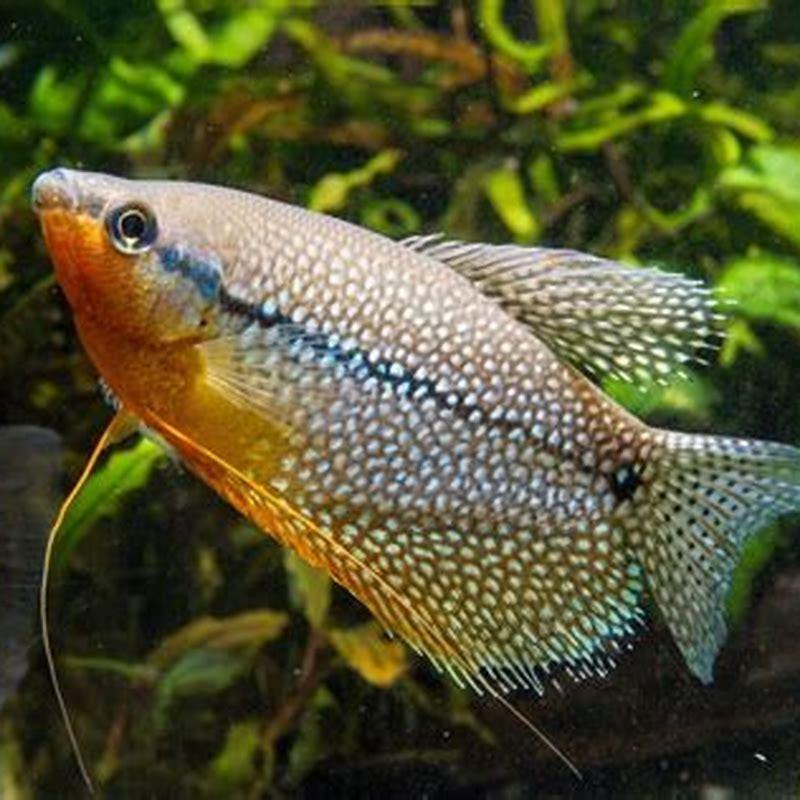 How big do pearl gourami fish get?