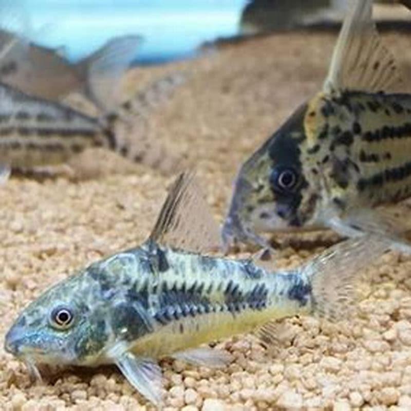How big do peppered catfish get?