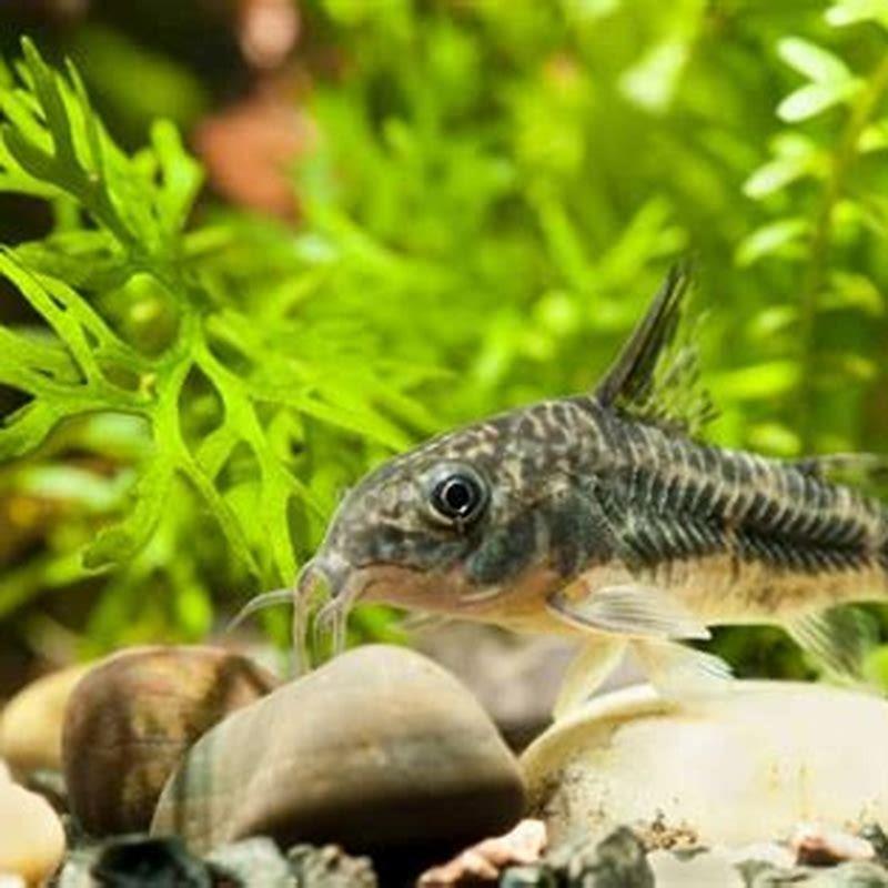 How big do peppered Corys grow?