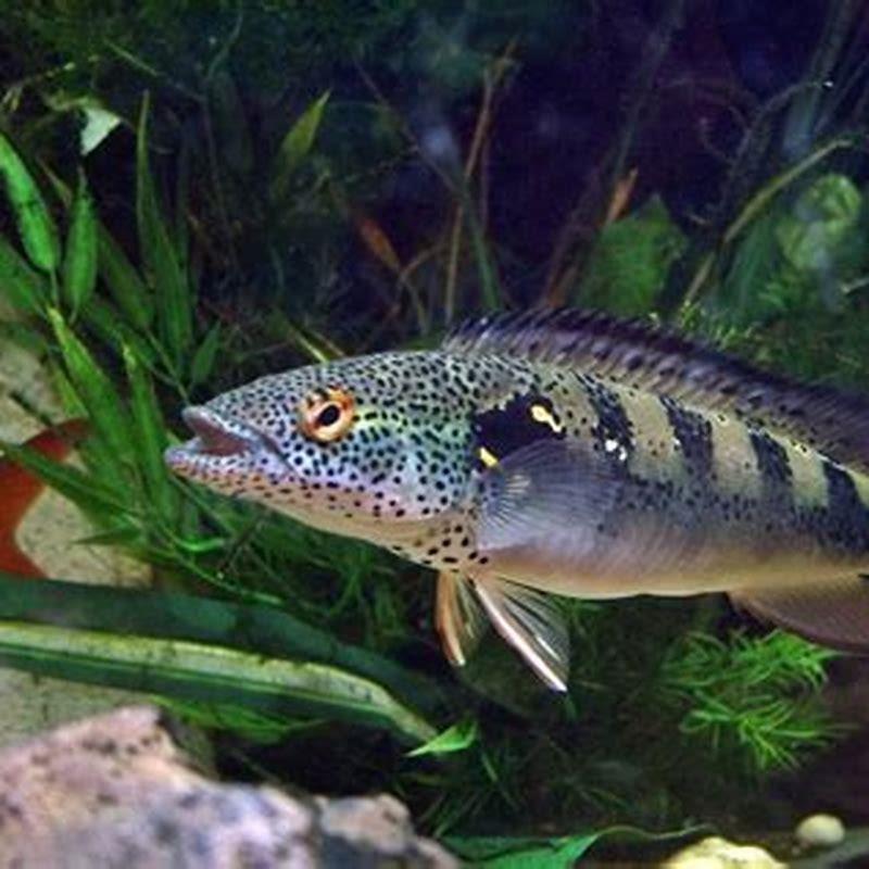 How big do pike cichlids get?