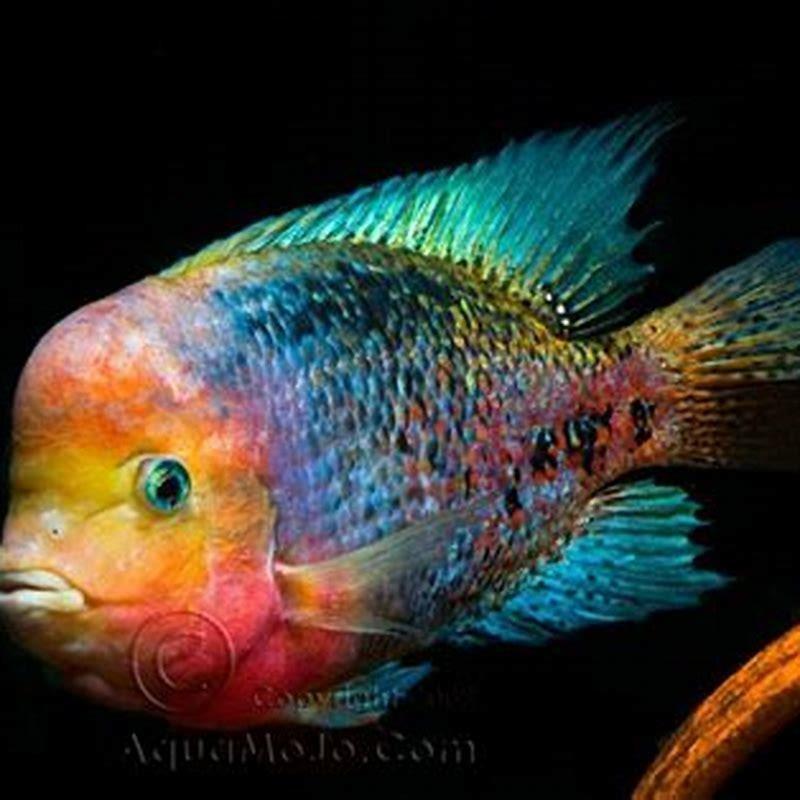 How big do Rainbow Cichlids get?