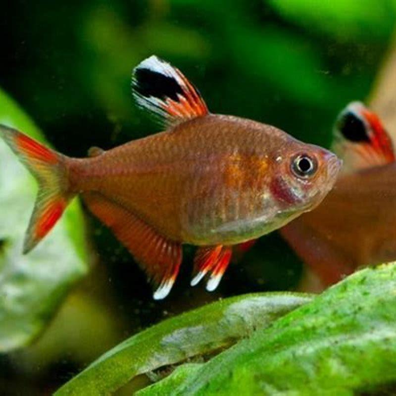 How big do Rosy tetras grow?