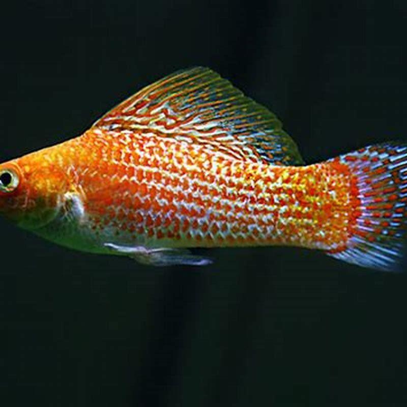 How big do sailfin Mollies get?