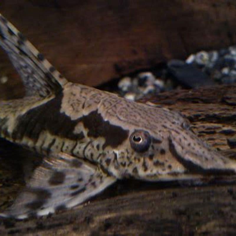 How big do whiptail catfish get?