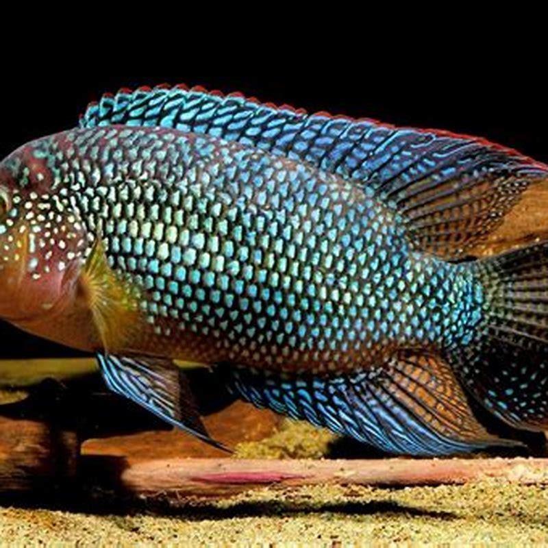 How big does a Jack Dempsey fish grow?