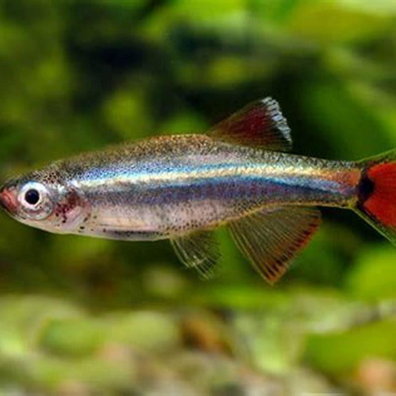 How big will a minnow grow?