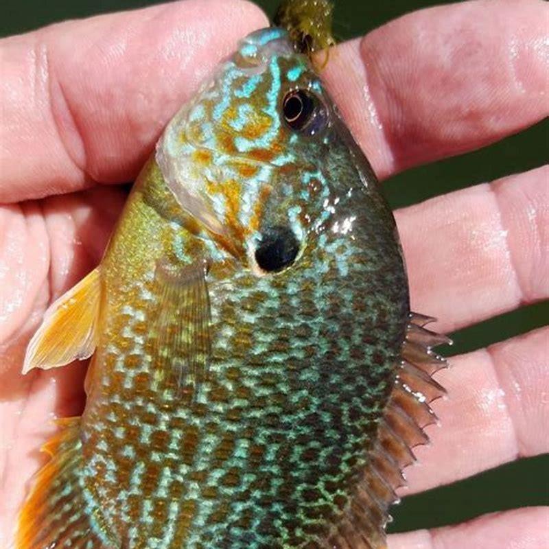 how-can-you-tell-if-a-fish-is-pumpkinseed-diy-seattle