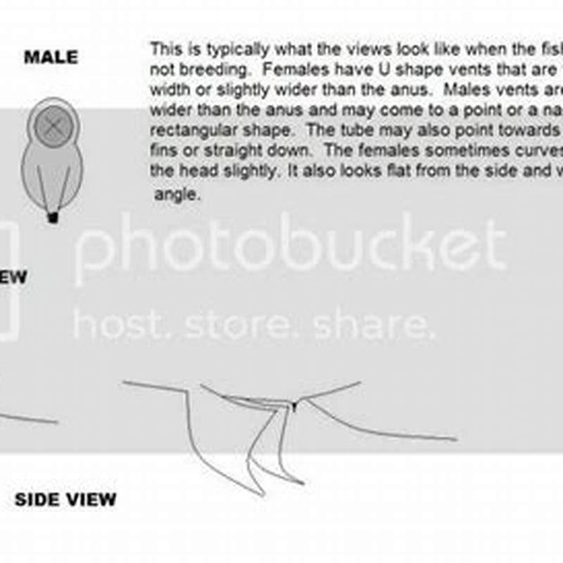 How can you tell the difference between a male and female snakehead?