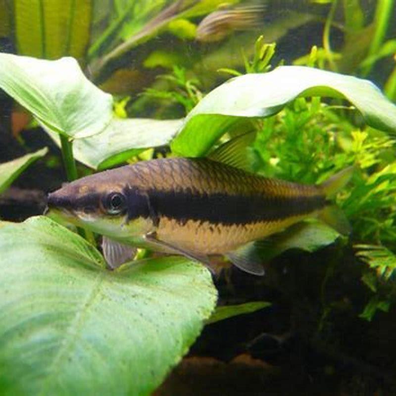 How can you tell the difference between a Siamese Algae Eater and a Chinese algae eater?