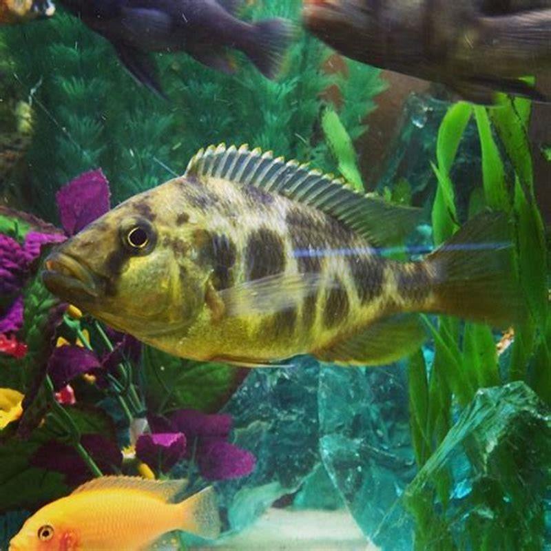 How do I entertain my cichlids?