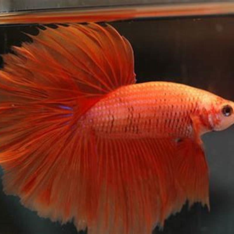 How do I find out what type of fish I have?