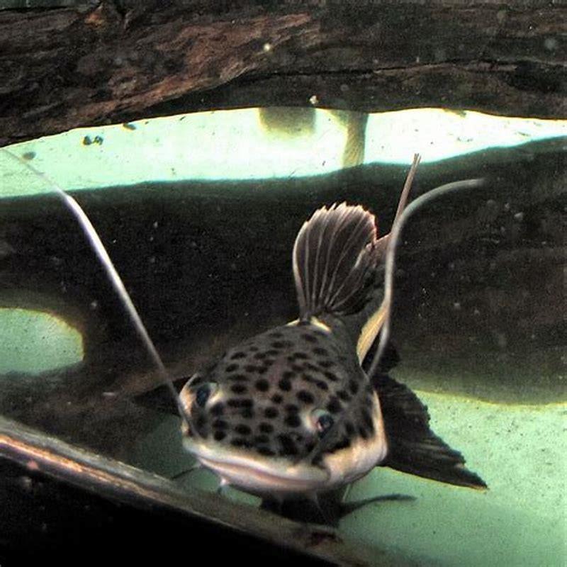 How do I keep red tail catfish in my aquarium?