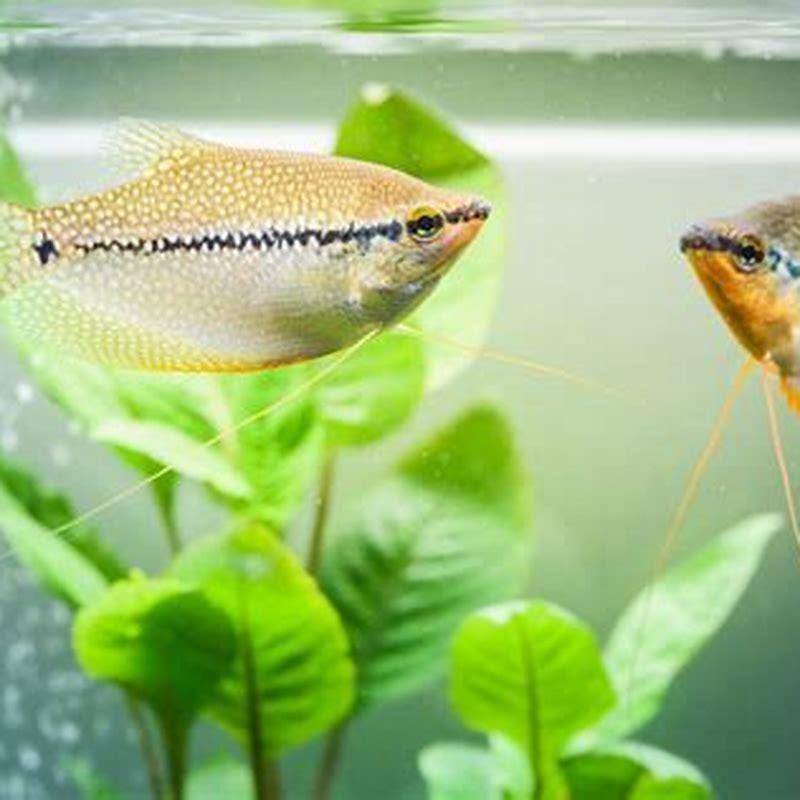 How do I stop my fish from chasing each other?