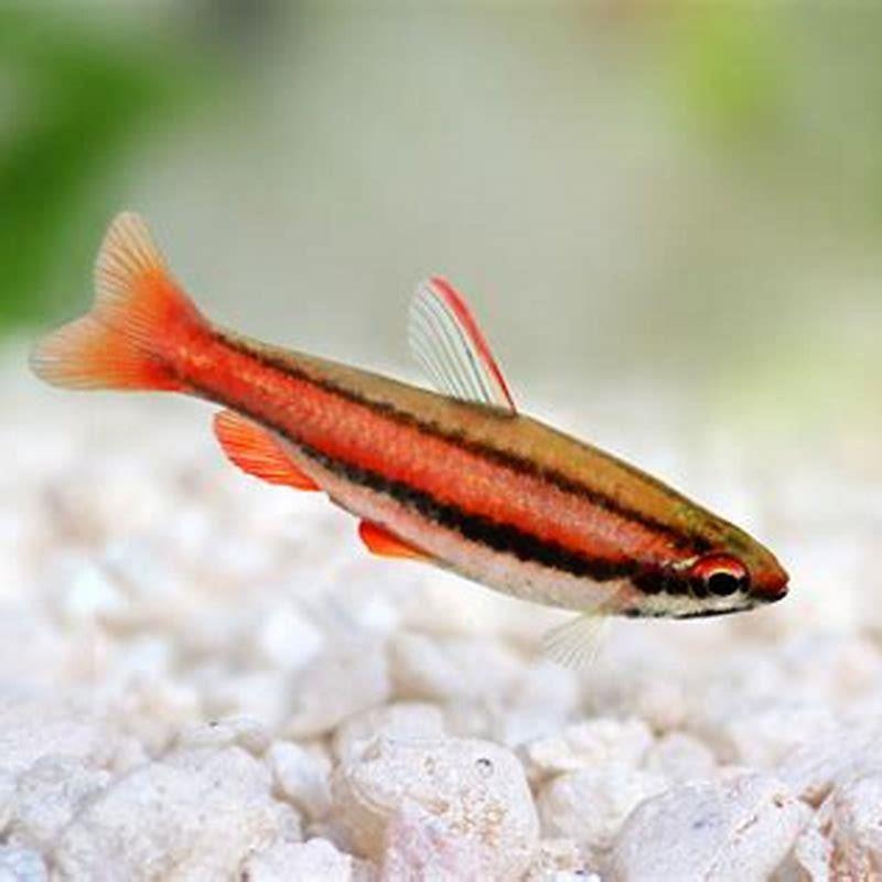 How do pencil fish breed?