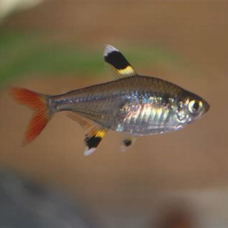 How do you breed a Red Cross tetra?