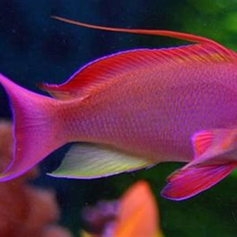 How do you breed anthias lyretail?