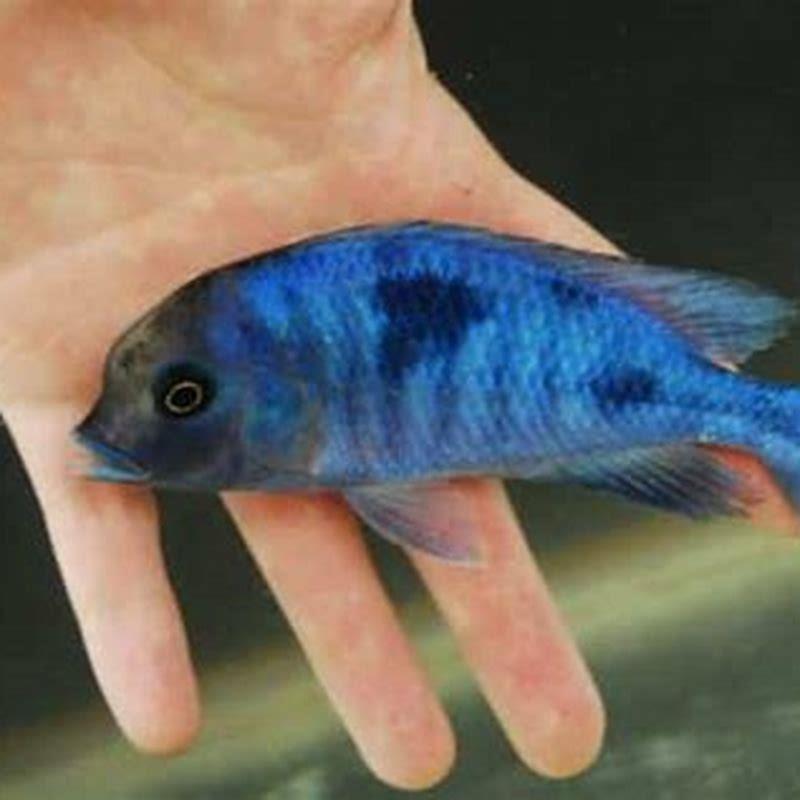 How do you breed dolphin cichlids? - DIY Seattle