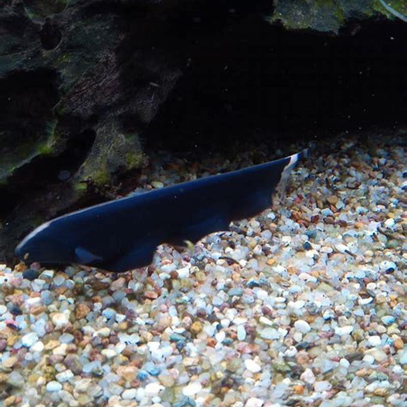 How do you feed a knifefish?