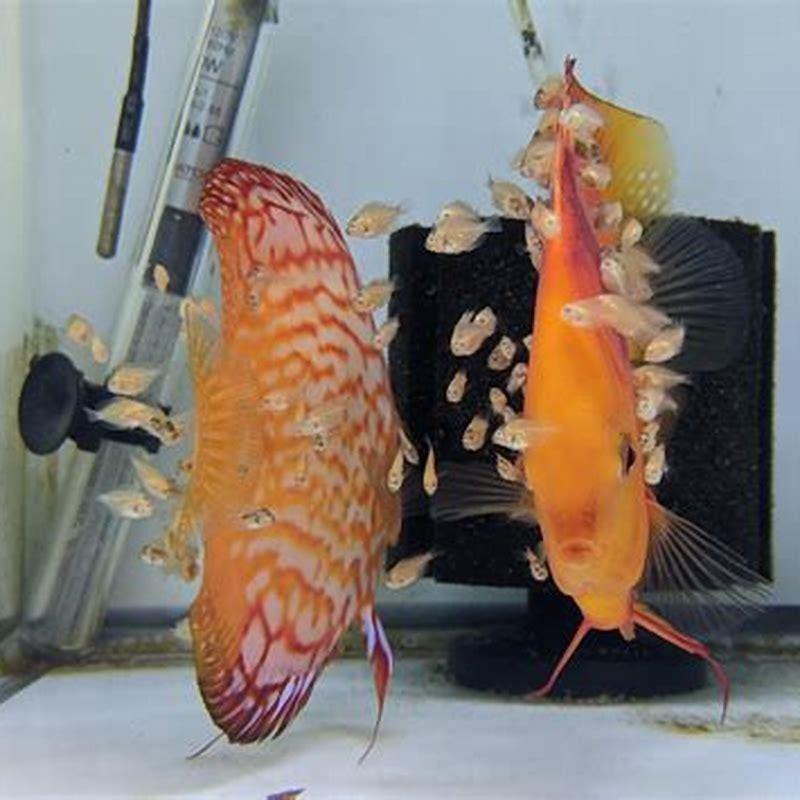 How do you grow discus fry fast?