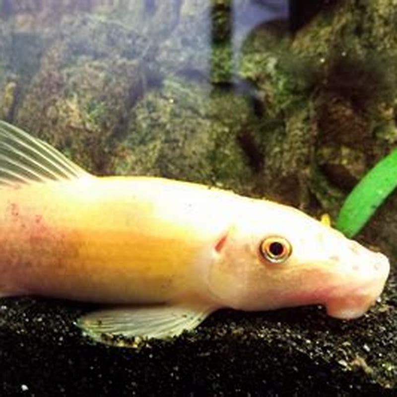 How do you identify a Chinese algae eater?