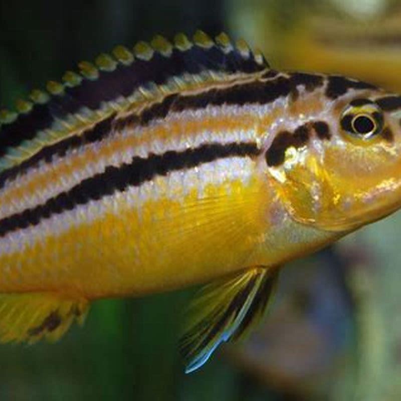 How do you identify Mbuna cichlids? - DIY Seattle