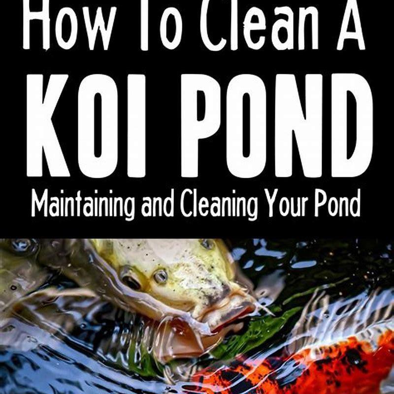 How do you maintain a fish?
