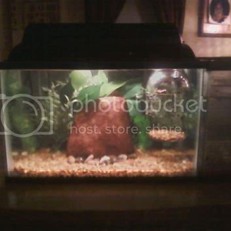 How do you take care of a Featherfin catfish?