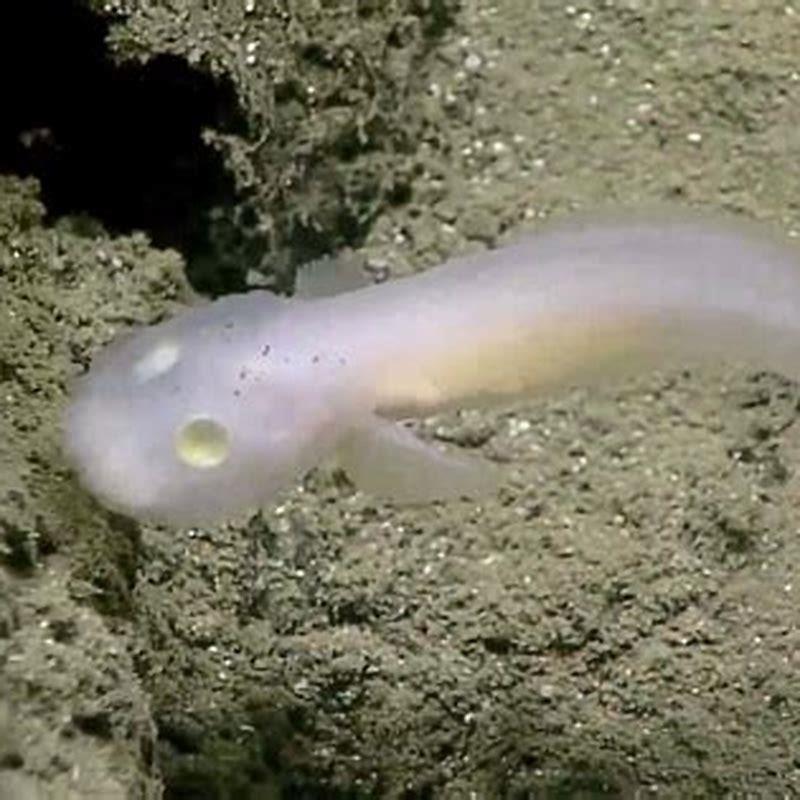 How do you take care of a ghost fish?