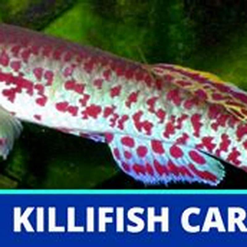 How do you take care of a killifish?