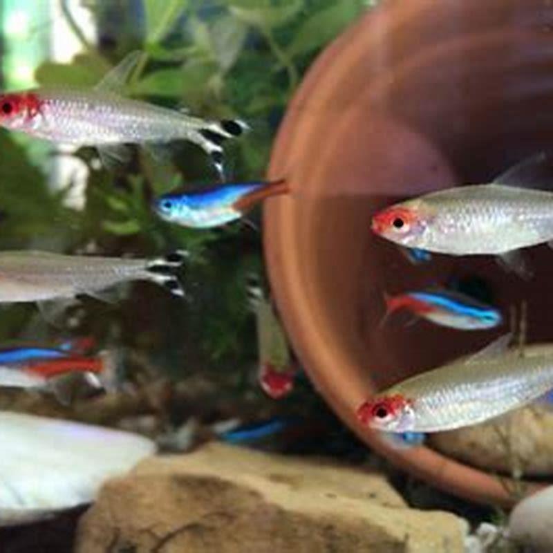How do you take care of a rummy nose tetra?