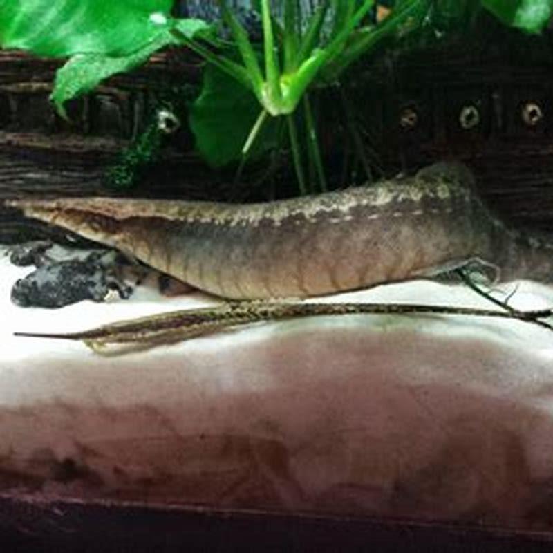 How do you take care of a spiny eel?