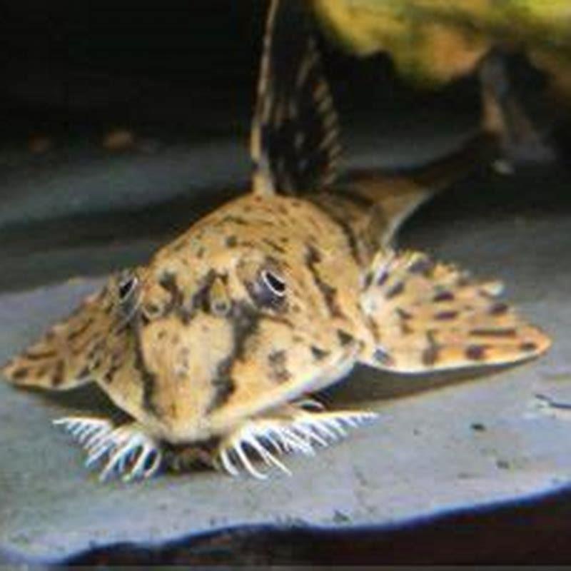 How do you take care of a whiptail catfish?