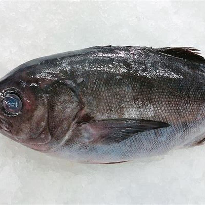 How do you target blue eye Trevalla?
