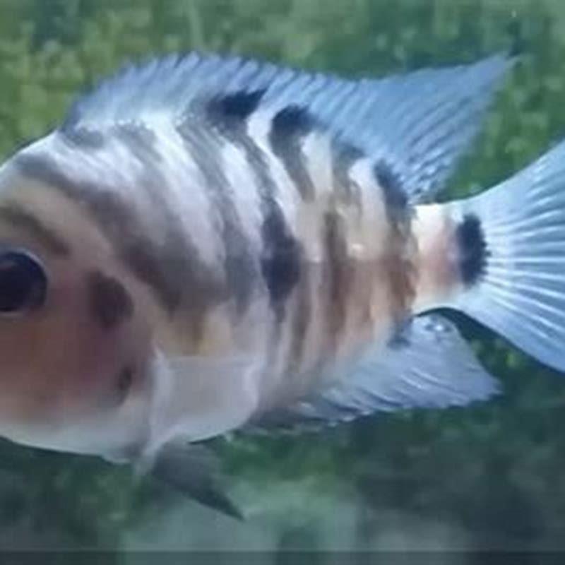 how-do-you-tell-if-a-fish-is-a-cichlid-diy-seattle