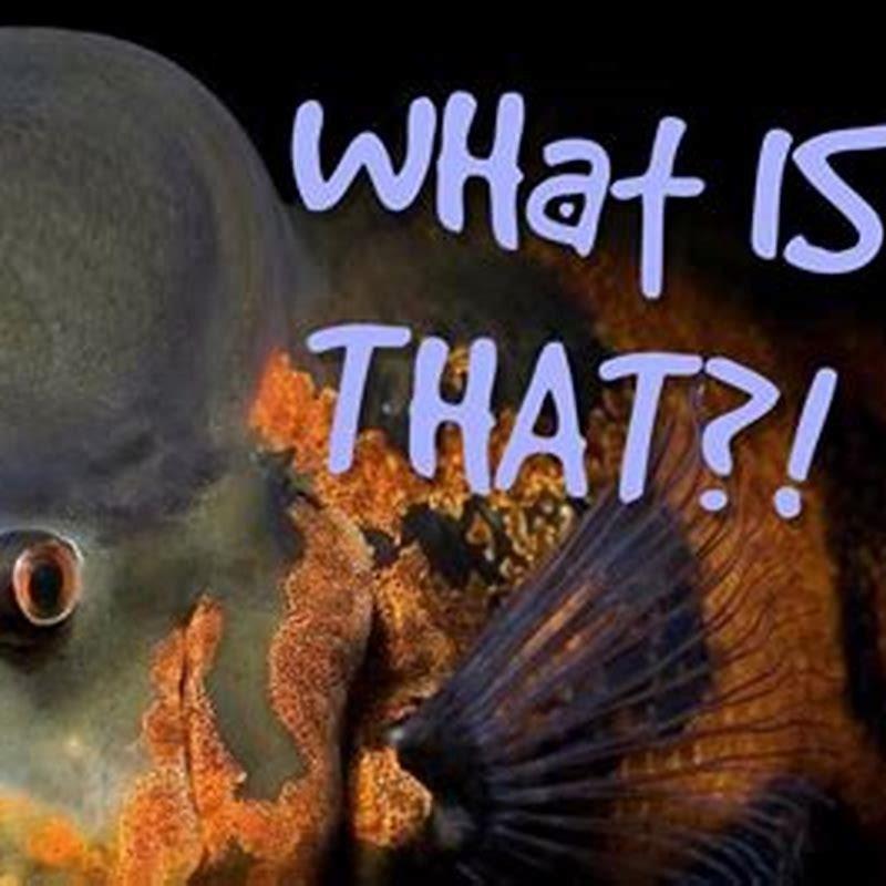How does fish get made?