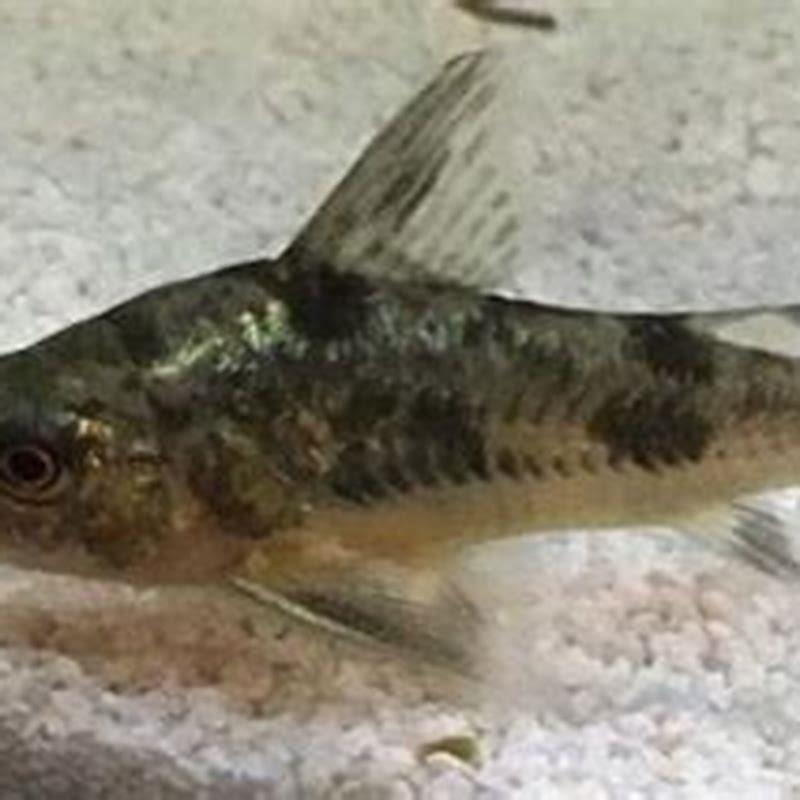 How fast do cory catfish grow? DIY Seattle