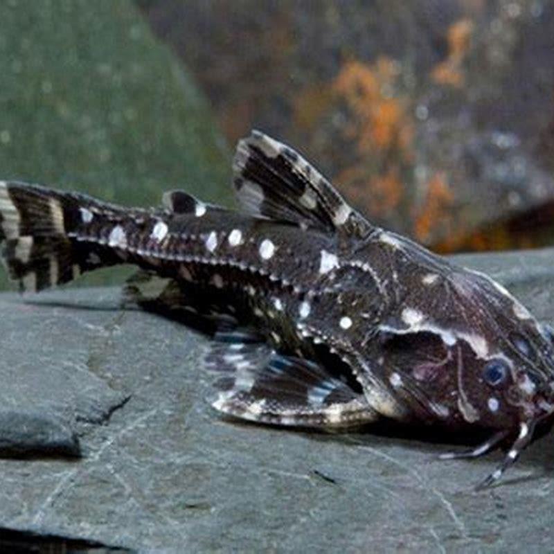 How fast do Spotted Raphael catfish grow?