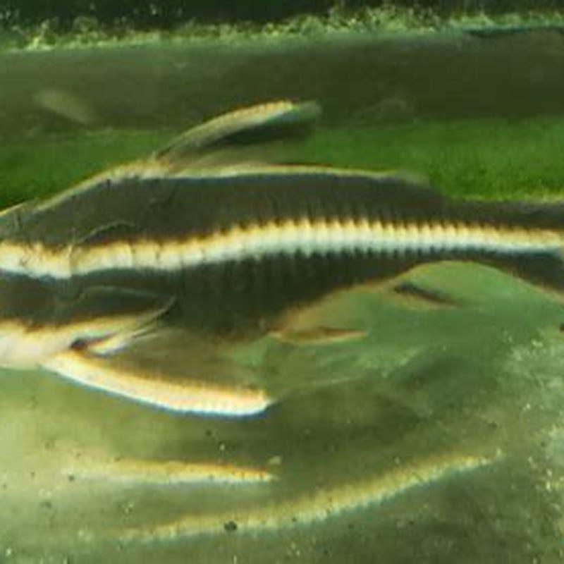 How fast do Striped Raphael Catfish grow?