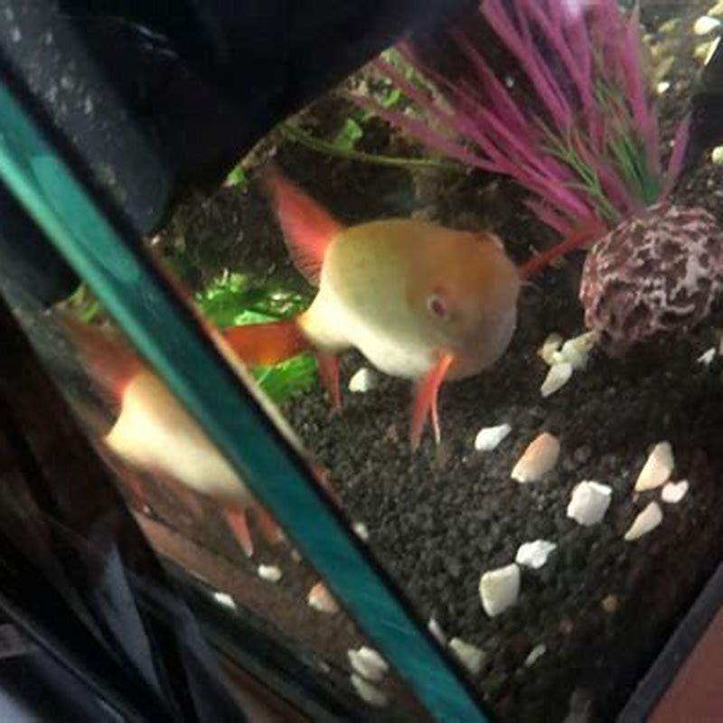 How long are rainbow fish pregnant for?